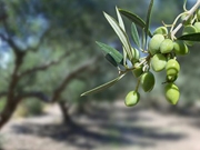 Δολωματικοί ψεκασμοί για την καταπολέμηση του δάκου