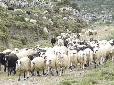 Στο «κόκκινο» η Θεσσαλία για την πανώλη