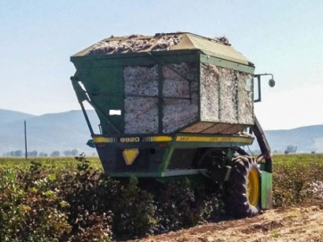 Ξεκίνησε η συγκομιδή του πρώιμου βαμβακιού