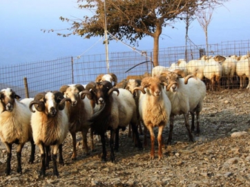 Ελεύθεροι οι κτηνοτρόφοι που κατηγορήθηκαν για ομηρία βοσκού