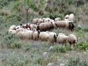 Ψεκασμοί και εμβολιασμοί για τον καταρροϊκό πυρετό