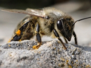 Μέλισσες εκπαιδεύτηκαν  να μυρίζουν κορονοϊό