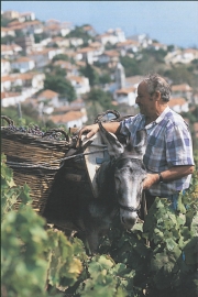 Στην τελική ευθεία η Γιορτή Κρασιού Ραψάνης