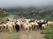 Παράταση στην πληρωμή βοσκοτόπων