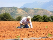 Τι ισχύει με την ασφάλιση αγροτών