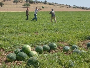 Προσδοκούν καλύτερες τιμές από πέρυσι