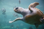 Πλαστικές σακούλες σκοτώνουν τις Caretta caretta