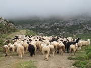 Αγωνία για το ΟΣΔΕ, καθυστερούν  τα διαχειριστικά σχέδια βόσκησης