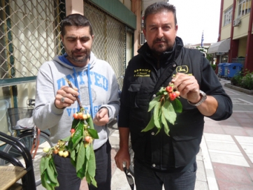 Η βροχή... έσκισε τα κεράσια!