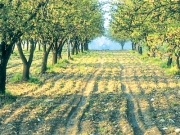 Δηλώσεις ζημιών  σε καλλιέργειες  στον Δήμο Λαρισαίων