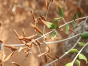 Φυτά με το βακτήριο Xylella fastidiosa