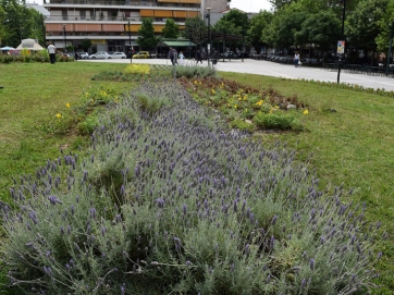 Νέες φυτεύσεις στον ανθώνα  Παυσιλύπου στην Καρδίτσα