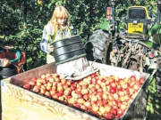 Πληρώνονται οι αποζημιώσεις  σε μήλα και κάστανα