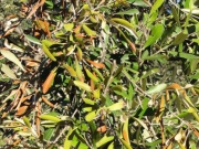 Περί της Xylella fastidiosa…