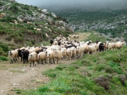 Ξεκίνησε η ετήσια απογραφή αιγοπροβάτων, χοίρων από κτηνοτρόφους