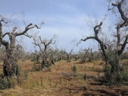 Η ελιά έχει τη δική της πανδημία