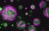 ΗΠΑ: Επιστήμονες δημιούργησαν συνθετικά κύτταρα