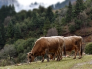 Αμεση οικονομική στήριξη των εκτροφών της Ελληνικής Βραχυκερατικής Φυλής Βοοειδών