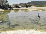 Σε απόγνωση ελαιοπαραγωγοί στους Γόννους