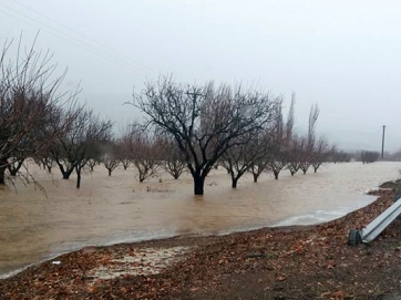 Πνίγηκαν μαντριά και χωράφια στην Αμυγδαλή