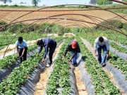 Εισηγείται τροποποίηση για τους εργάτες γης