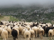 Πονοκέφαλος οι ψύλλοι για ζώα και κτηνοτρόφους