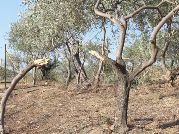 Ελιές με ζημιές και χωρίς τιμές