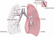 Πρόληψη στα νοσήματα των πνευμόνων