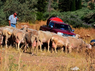 Eκλεισαν τα σφαγεία για τα αιγοπρόβατα