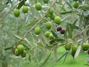 Δολωματικοί ψεκασμοί για τον δάκο