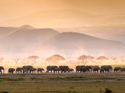Οι ελέφαντες επικοινωνούν  με… ονόματα «όπως οι άνθρωποι»
