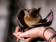 Eκκληση βιολόγου  να σταματήσουν  οι πωλήσεις νυχτερίδων